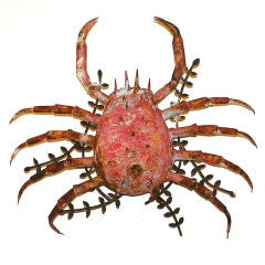 Crab Wall Light