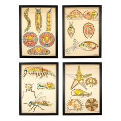 Vintage Series of four anatomical diagrams for invertebrat