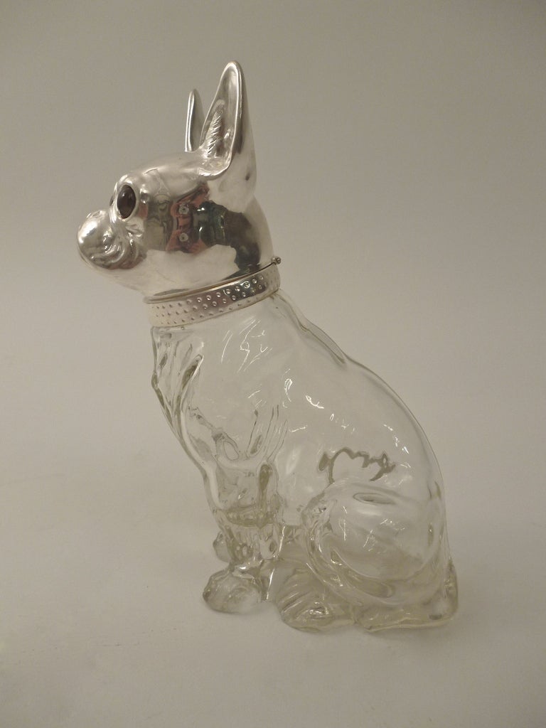 A French moulded glass and silver plate novelty scent bottle in the form of a sitting French Bulldog circa 1930. The dogs head  is made from hollowed out silver plate that opens from a small hinge at the back. The ears of the dog are standing