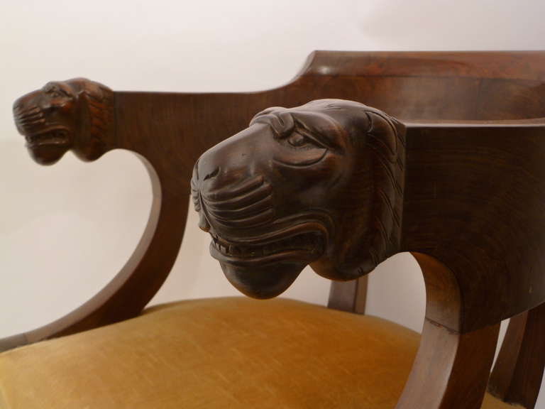 A very fine French Empire mahogany tub back desk chair c.1810.
The curved back terminating in beautifully carved lion's heads above a tan coloured velvet seat, on square tapering sabre legs.