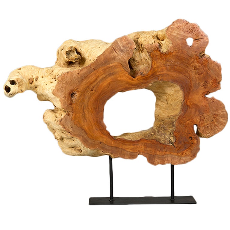 Naturally Formed Acacia Sculpture by Alex Cayet For Sale