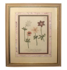 hand colored Botanical Prints