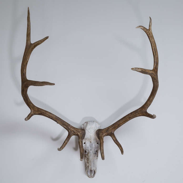 A Wall Mounted Elk Skull and Antlers Sculpture 1950s In Excellent Condition In London, GB