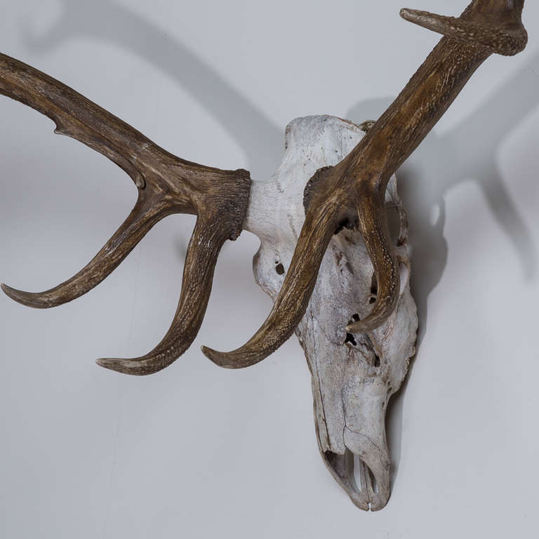 Mid-20th Century A Wall Mounted Elk Skull and Antlers Sculpture 1950s
