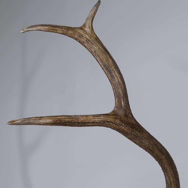 A Wall Mounted Elk Skull and Antlers Sculpture 1950s 1