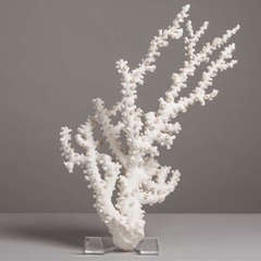 A Large White Coral Speciman Sculpture on a Lucite Base 