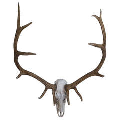 A Wall Mounted Elk Skull and Antlers Sculpture 1950s