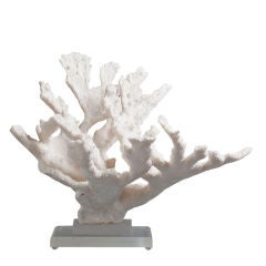 A Large Piece of White Mounted Coral on Lucite Base