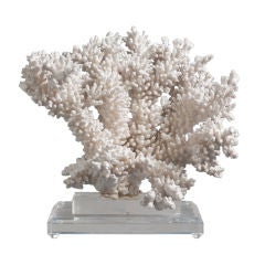 A Stunning Piece of White Coral on a Lucite Base
