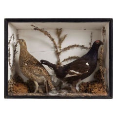 A Pair of Common Pheasants by B. Cook JR. & Co. Liverpool