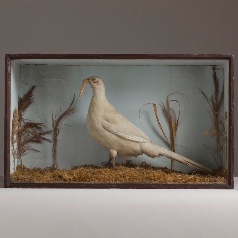 A White Pheasant in Glass Fronted Case