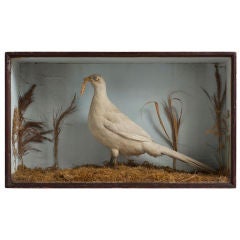 A White Pheasant in Glass Fronted Case