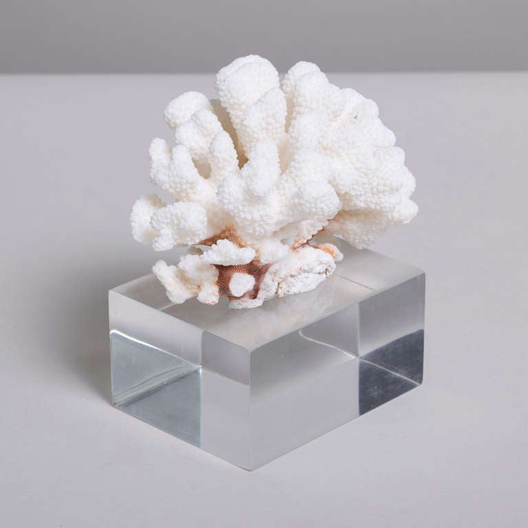 A Coral Specimen Sculpture on a Lucite Base In Excellent Condition In London, GB