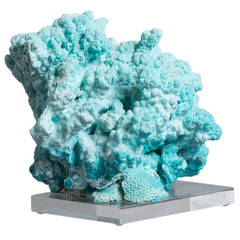 A Large Specimen Coral Sculpture