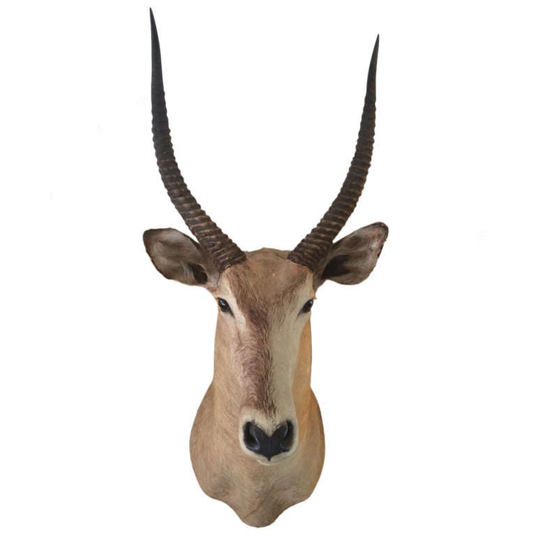 Antelope Taxidermy Head For Sale