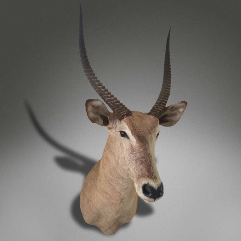 antelope head