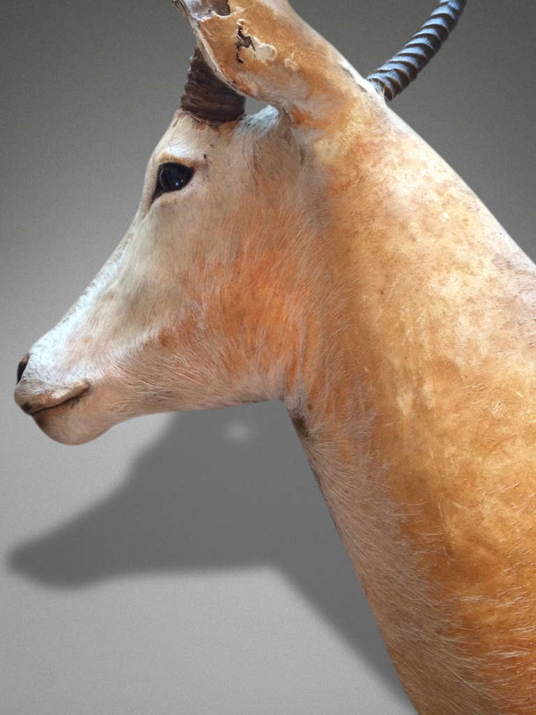 Unknown Antelope Taxidermy Head For Sale