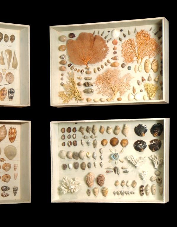 A 19TH CENTURY SHELL COLLECTION IN LATER GLAZED DISPLAY CASES
