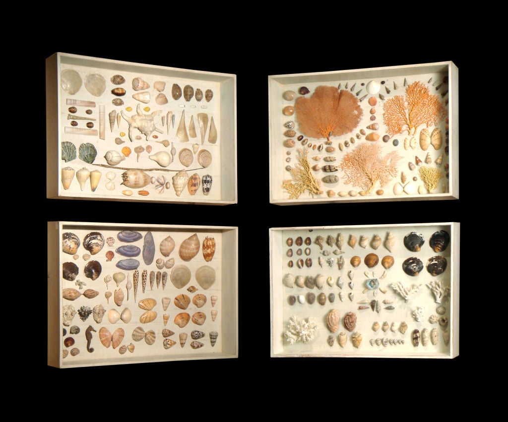 English Four Cased Displays Of Shells For Sale