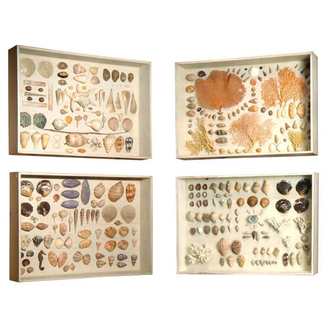 Four Cased Displays Of Shells For Sale at 1stDibs
