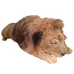 Rare Taxidermy of a Sleeping Lion