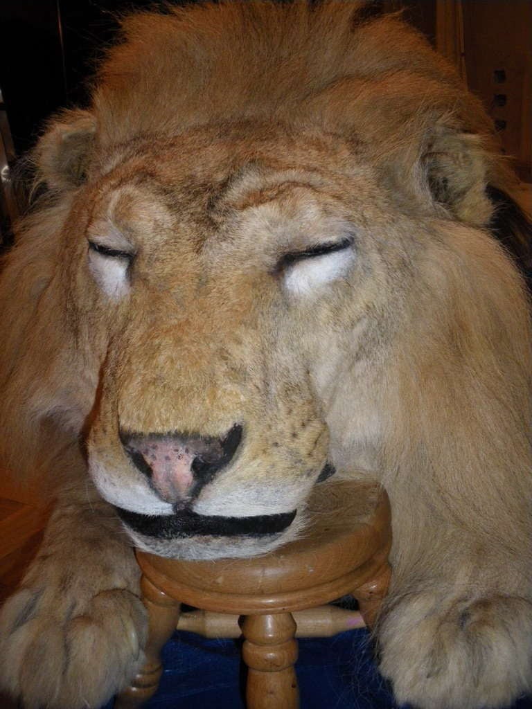 Rare Taxidermy of a Sleeping Lion In Good Condition In London, GB
