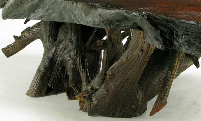 Massive Redwood Burled Root Coffee Table 2