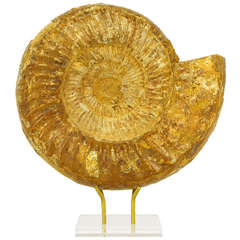 Large Umber Stone Ammonite Fossil on Brass and Lucite Stand