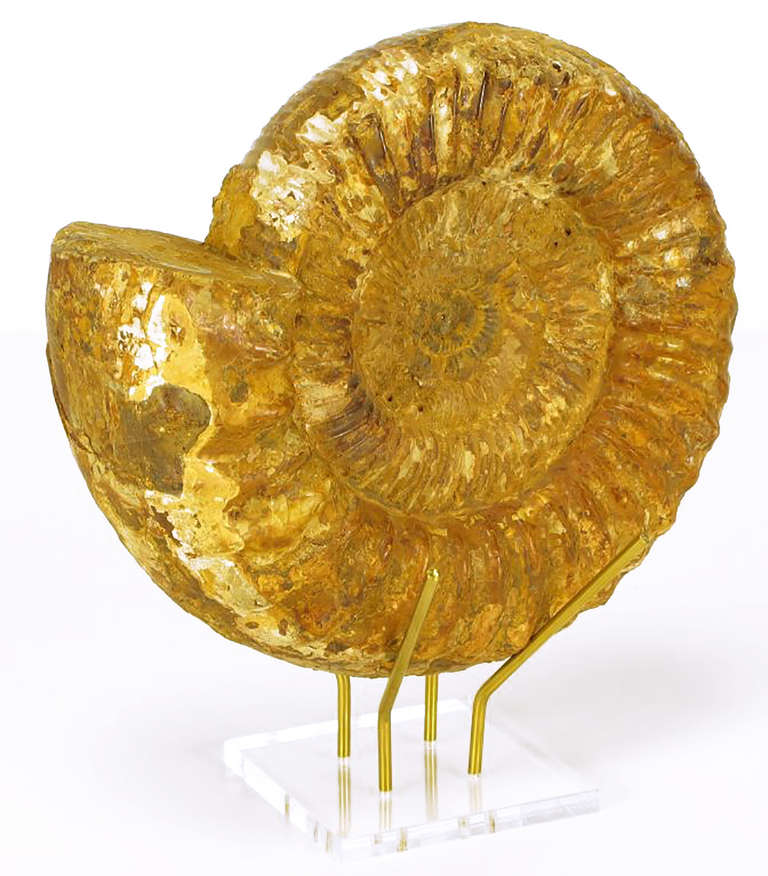 Large Umber Stone Ammonite Fossil on Brass and Lucite Stand