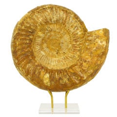 Large Umber Stone Ammonite Fossil On Brass & Lucite Stand.