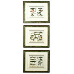 Colorful Trio 1880 Schubert German Lithographs of Aquatic Life 5