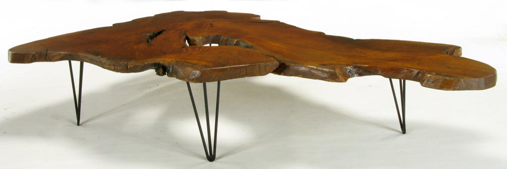 American Live Edge Red Wood Burl Coffee Table With Hair Pin Legs