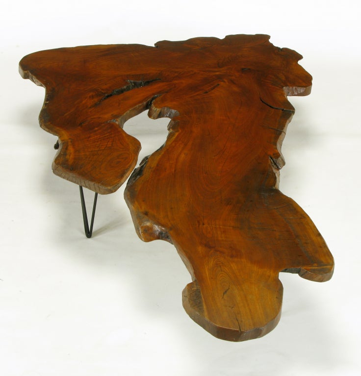 20th Century Live Edge Red Wood Burl Coffee Table With Hair Pin Legs