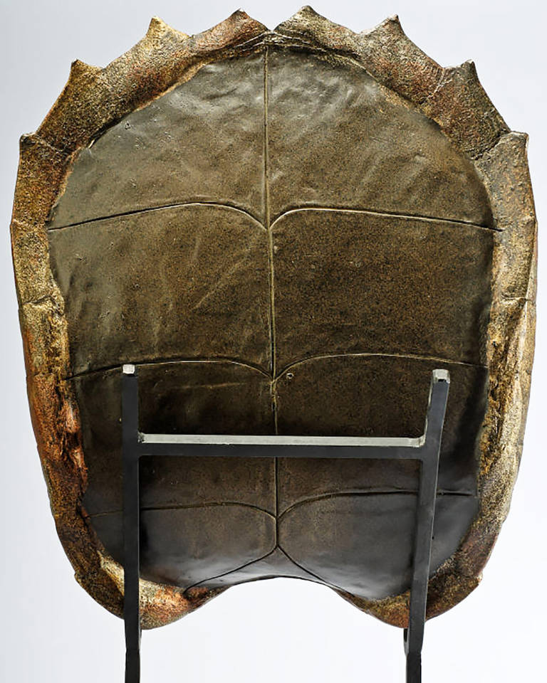 decorative turtle shell