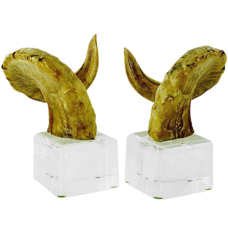 Pair Ram's Horn On Lucite Bookends