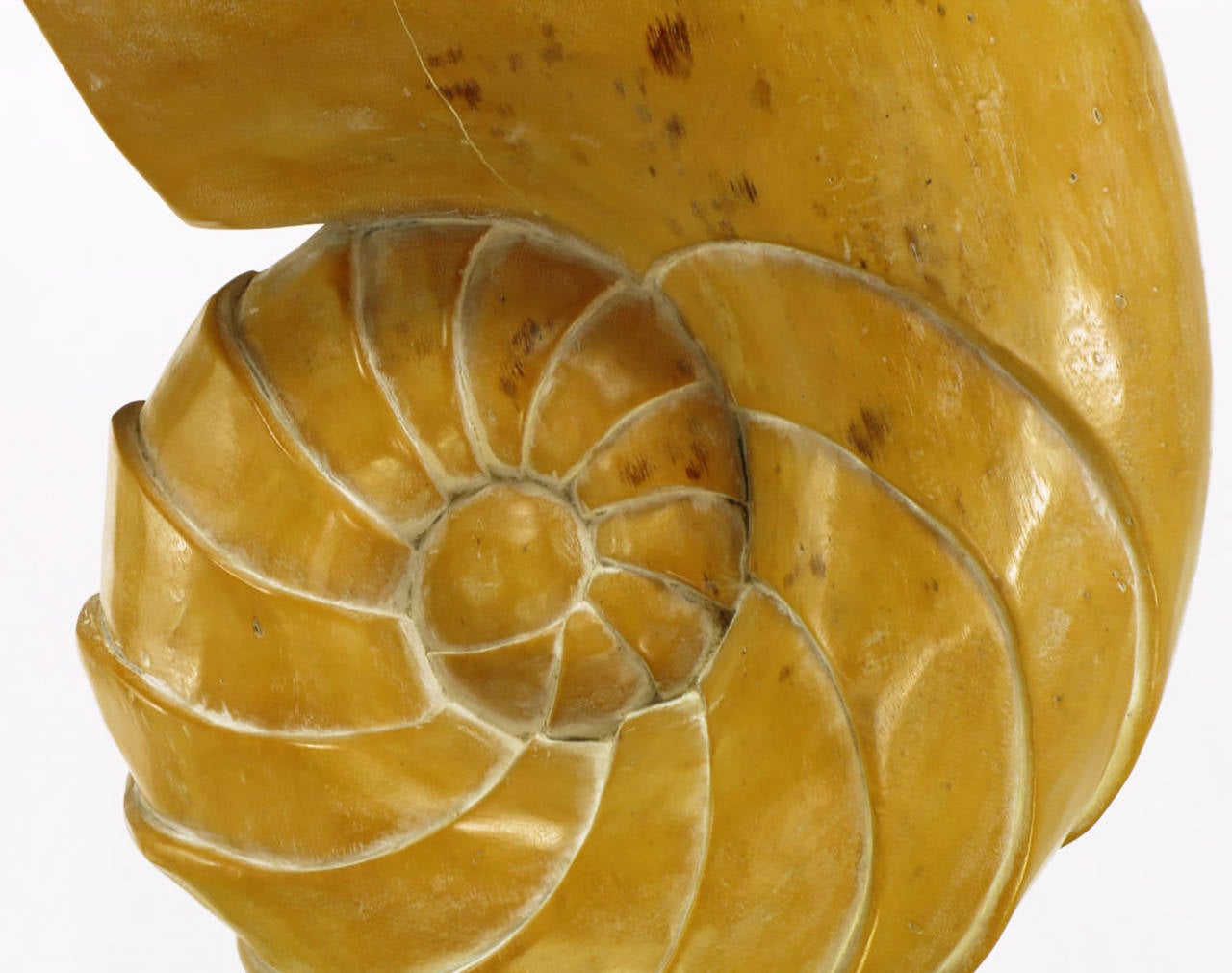 Scultura in legno intagliato con conchiglia di ammonite su piedistallo in ottone in vendita 2