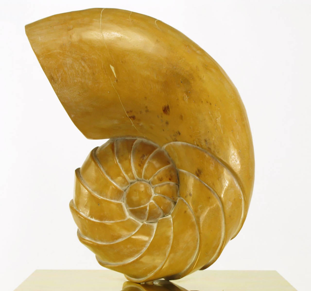 Legno Scultura in legno intagliato con conchiglia di ammonite su piedistallo in ottone in vendita