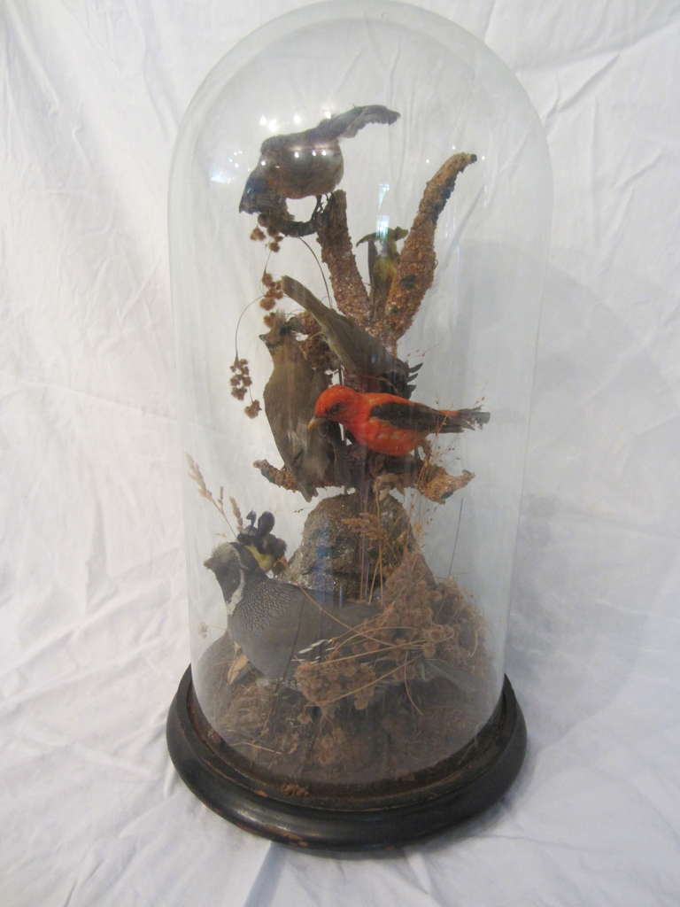 Victoria Cloche with Taxidermy Birds Diorma