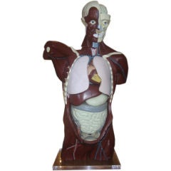 Mid-Century Anatomical Model 7