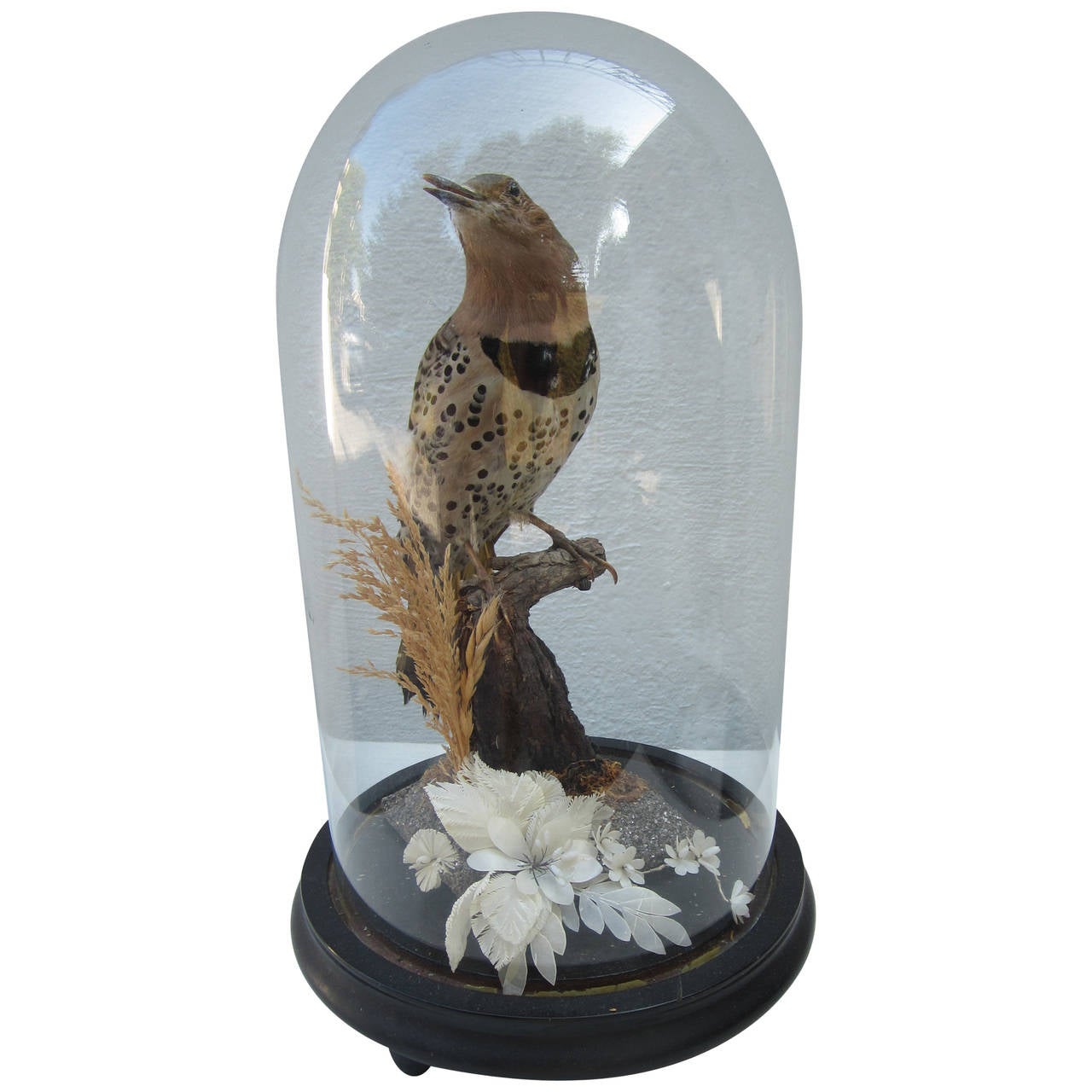Antique Cloche with Woodpecker Taxidermy at 1stdibs