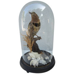 Antique Cloche with Woodpecker Taxidermy