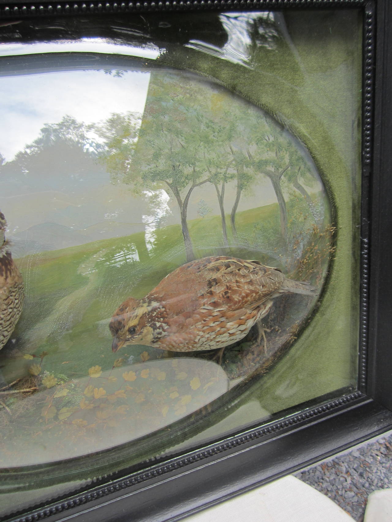 Framed Diorama with Birds 1