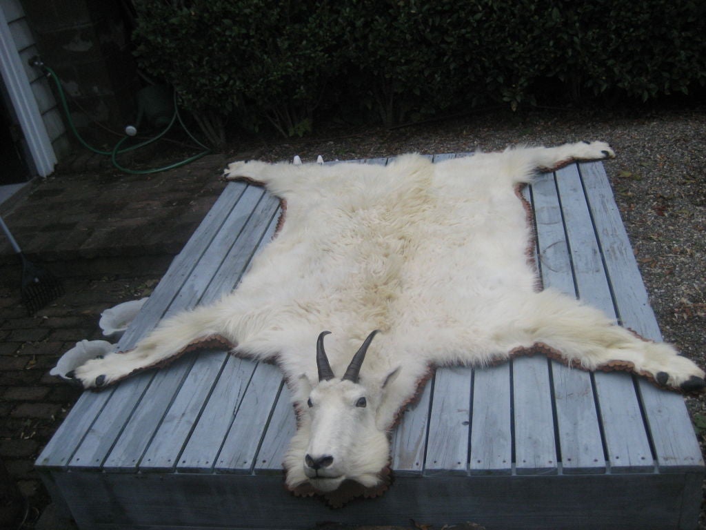 A handsome white prong-horned mountain goatskin rug with heavy felted backing...