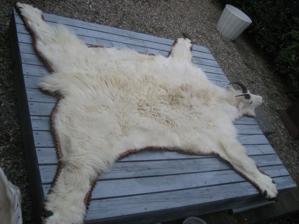 20th Century Prong Horn Mountain Goat Skin Rug