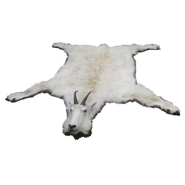 Mount Goat Rug Prong Horn Mountain Goat Skin Rug at 1stDibs | mountain goat rug ...