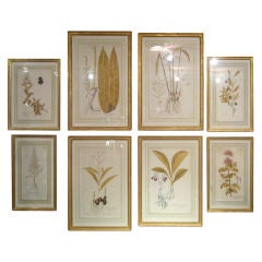 Set of 8 Hand-Colored Botanical Etchings Set of 8 Hand-Colored Botanical Etchings