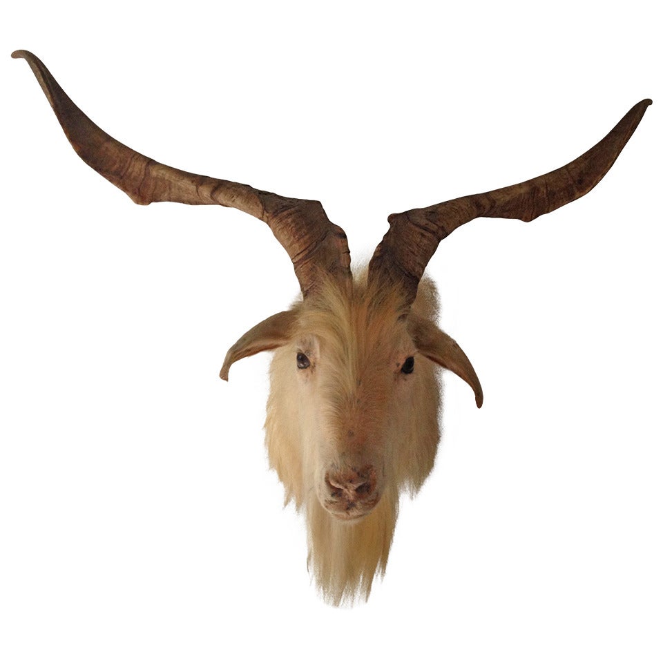 Great Goat Head Mount at 1stdibs