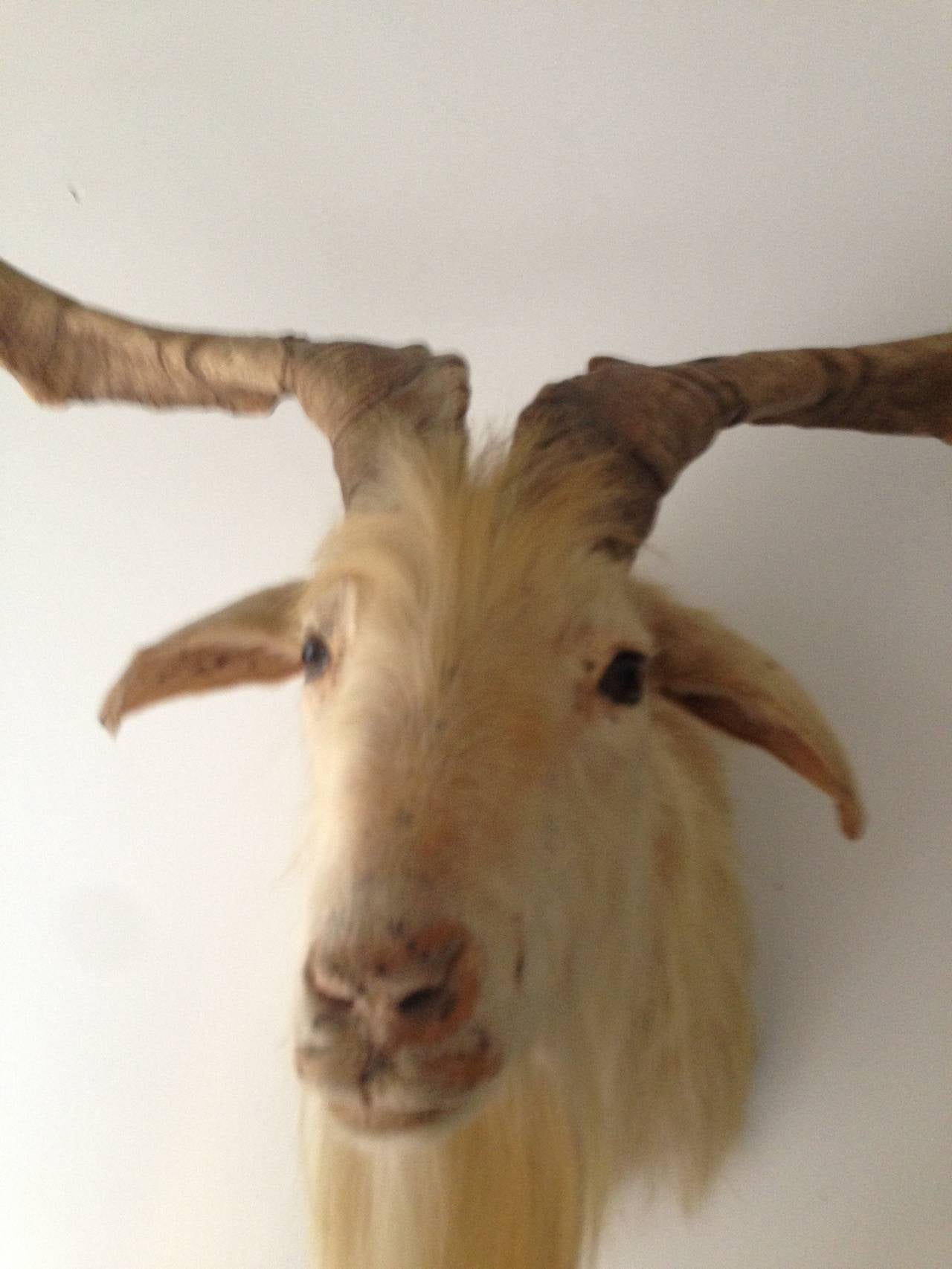 Great Goat Head Mount at 1stdibs