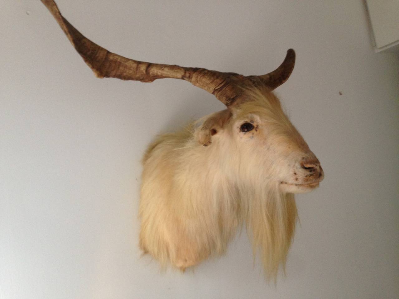 Great Goat Head Mount at 1stdibs