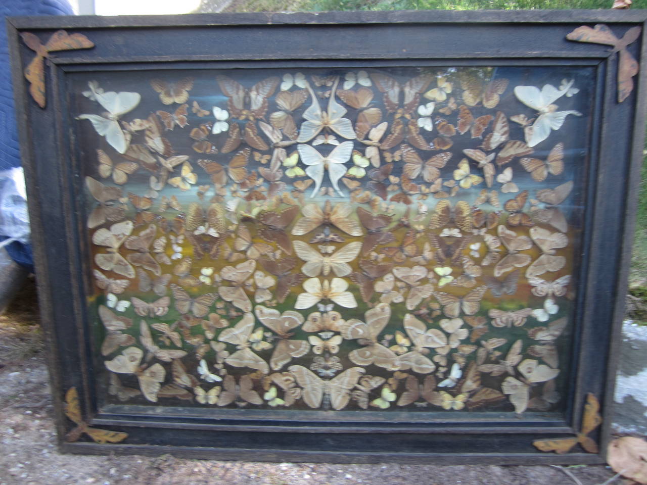 Amazing and unique painted back diorama with moths. The handmade antique frame has carved wood moths at its corners. Moths are arranged in a kaleidoscope of beautiful colors.